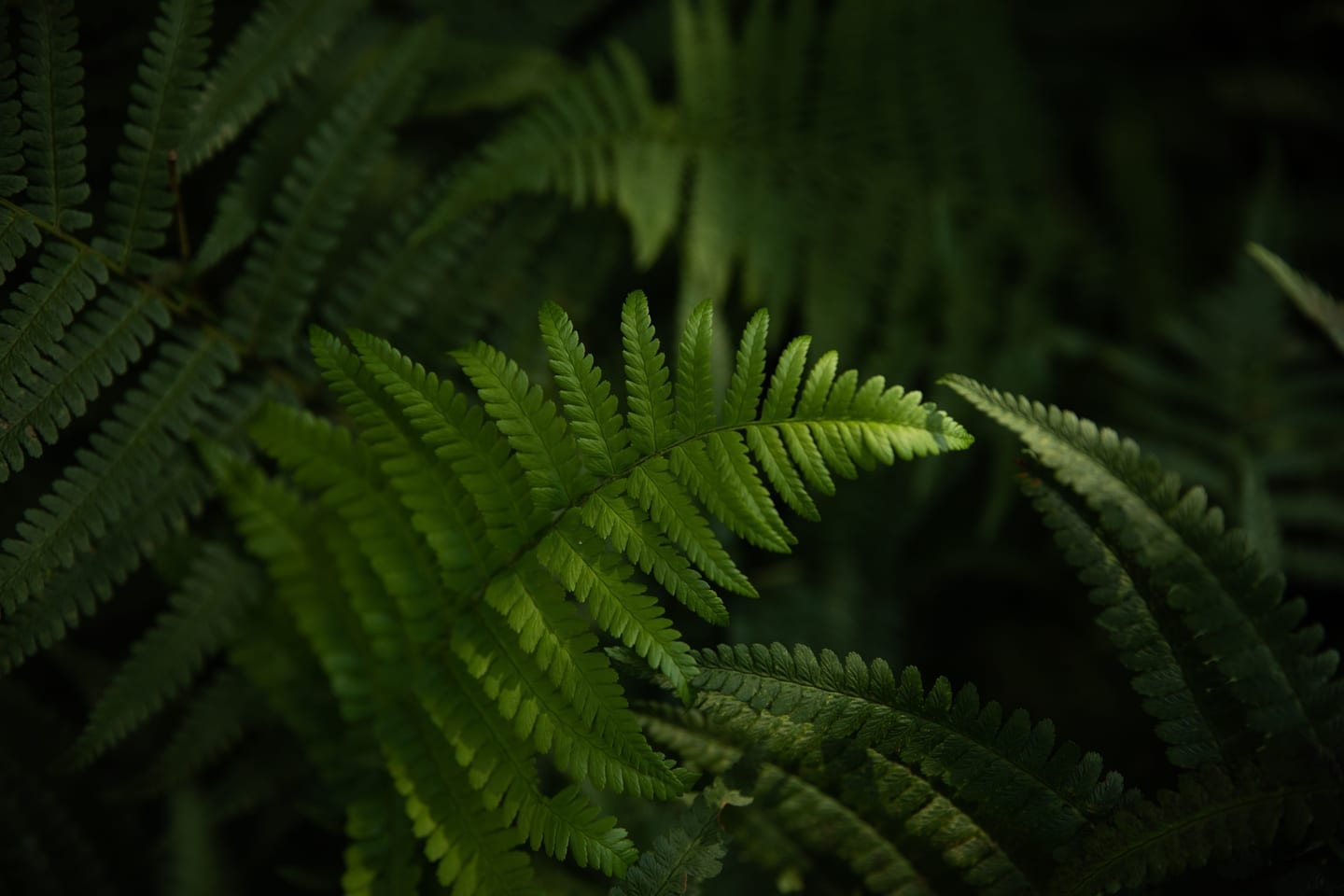 Green fern leaves in soft light